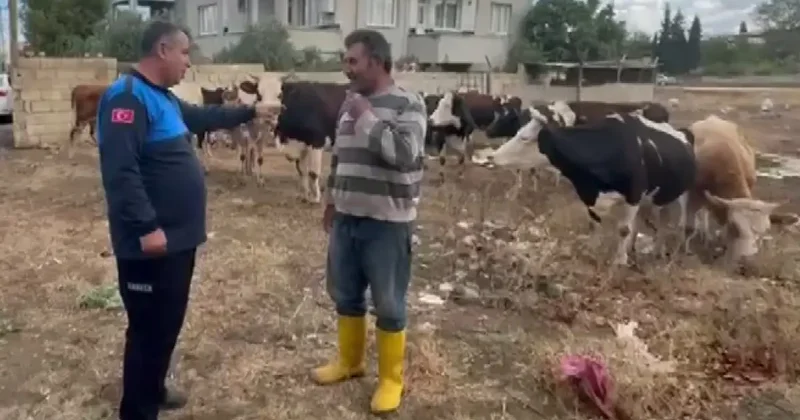 İslahiye’de kaybolan 17 büyükbaş, kulak küpelerinden sahibi tespit edilerek teslim edildi