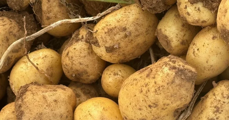 Selanik tohumuyla günde 15 tır patatesi dünyaya satıyor! Sözcü Gazetesi