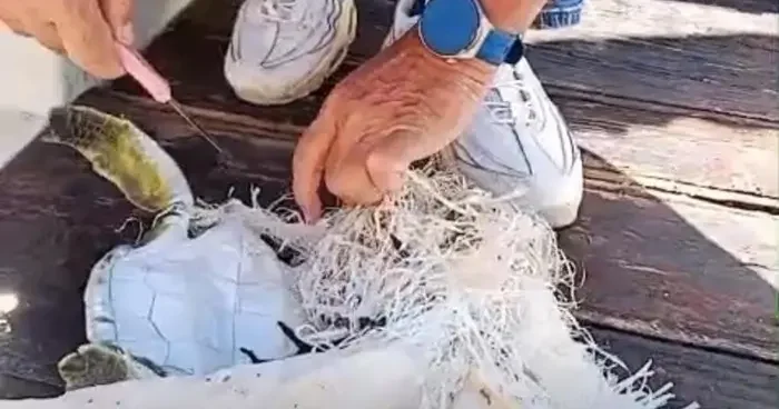 Marmaris Körfezi’nde çuvala dolanan deniz kaplumbağasını çevreciler kurtardı