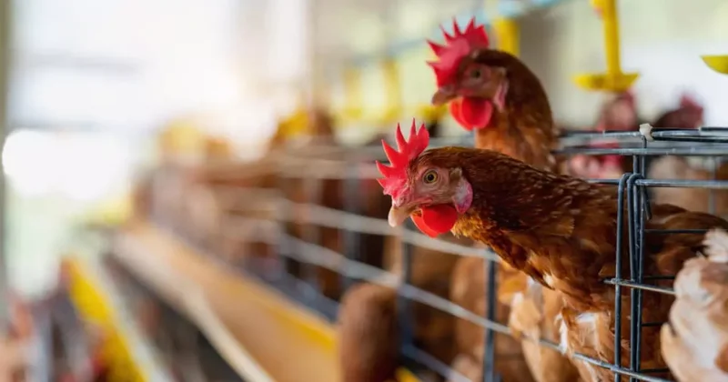 Almanya dan artan vakalara yeni önlem: Uymayana 30 bin avro ceza!