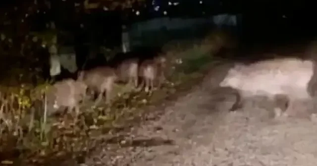 Bolu’da aç kalan domuz sürüsü yola indi VİDEO İZLE