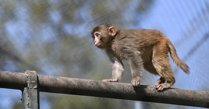 ABD de hastalıklı maymun paniği: Kamyon devrildi, hayvanlar kaçtı