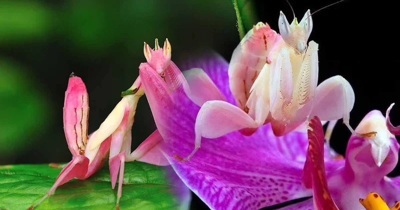 Görenler orkide sanıyor, ama o bir çiçek değil! Çiçek kılığına girmiş bir avcı! Sözcü Gazetesi