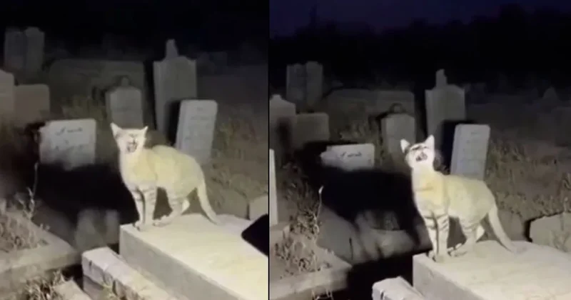 “Allahu Ekber” diyen kedi milyonlarca kez izlendi! Gerçek bambaşka çıktı Sözcü Gazetesi