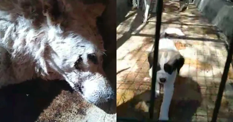 Datça’da yürek sızlatan görüntü: Hayvanseverler ayaklandı!