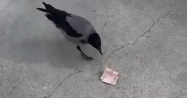 Mizah amaçlı video çekmek isterken parasını kargaya kaptırdı VİDEO İZLE