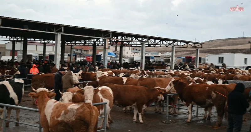 Bir kentte daha şap karantinası!