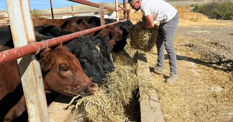 Bakanlık desteğiyle başlamıştı: Hedefi 150 baş hayvan!
