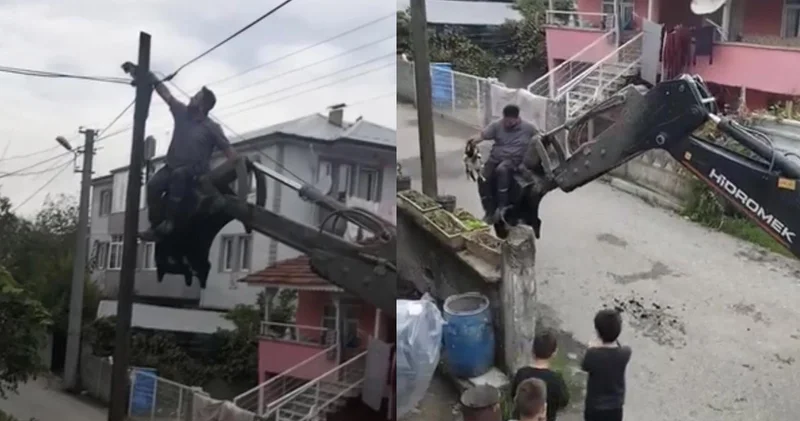 Düzce de köpeklerden kaçan kedi, direkte mahsur kaldı