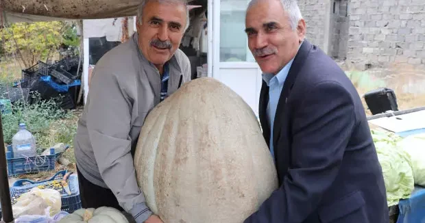 Sivas haberleri Devasa kavağın kilosunu öğrenince sevinçten havalara uçtu 29 Ekim 2025