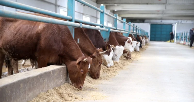 Yabancıya destek yerliye köstek Sözcü Gazetesi