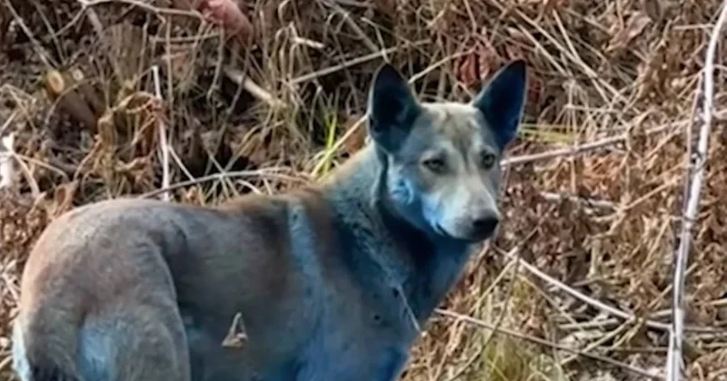 Çernobil deki mavi köpeklerin sırrı çözüldü!