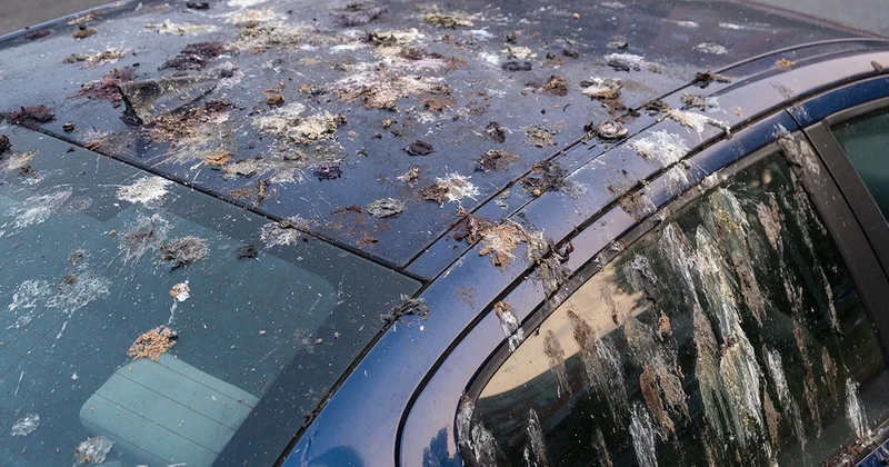 Arabanız bu renkse kuş pisliklerinden kaçış yok: Bilim insanları nedenini açıkladı Sözcü Gazetesi