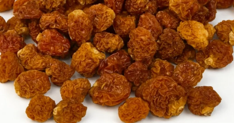 Bu meyveyi eken köşeyi dönüyor: 1 yılda ev ve araba aldırıyor Sözcü Gazetesi