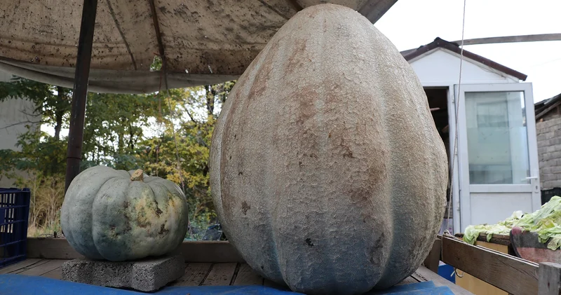 Ata tohumundan dev kabak: Kilosu ve büyüklüğüyle ilgi odağı oldu