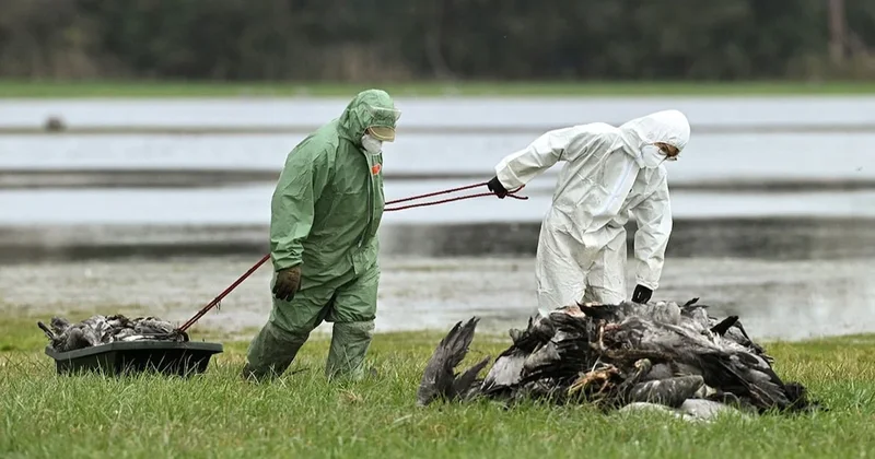 H5N1 hızla yayılıyor! 500 bin hayvan itlaf edildi: Pandemiye dönüşebilir Sözcü Gazetesi