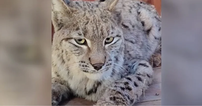 Su kanalına düşen vaşak kurtarılıp doğaya bırakıldı