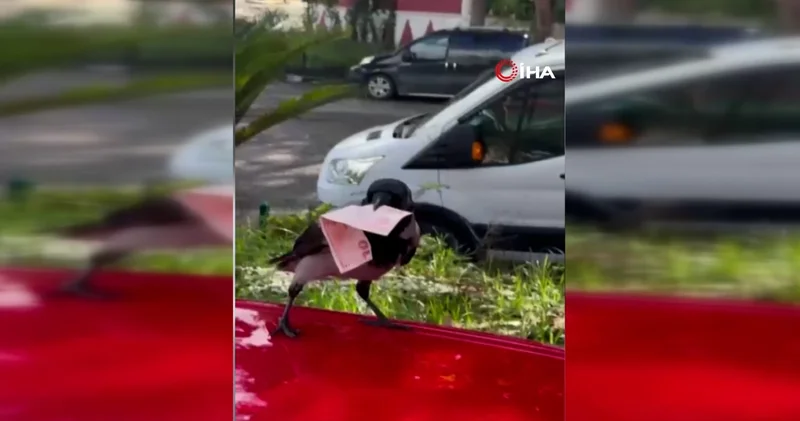 Mizah videosu çekmek istedi, 10 TL sini kargaya kaptırdı