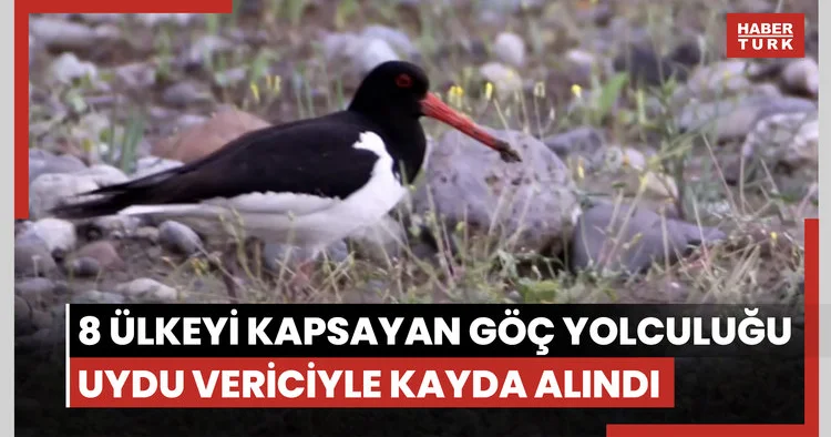 Poyraz kuşunun 8 ülkeyi kapsayan göç yolculuğu uydu vericiyle kayda alındı