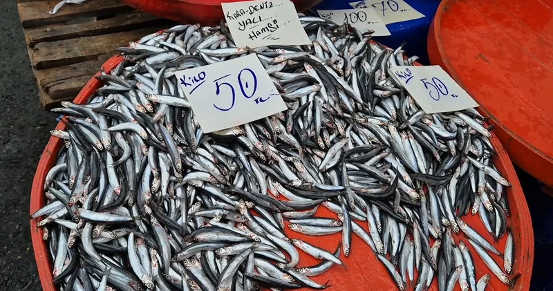 Yer Tekirdağ: Hamsinin kilosu 50 liraya kadar düştü