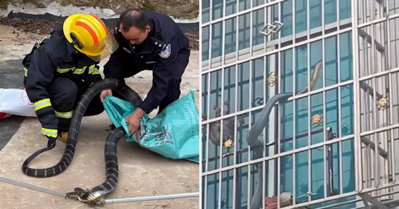 Çin de korku dolu anlar! Pencerenin önünden geçen dev yılan kamerada