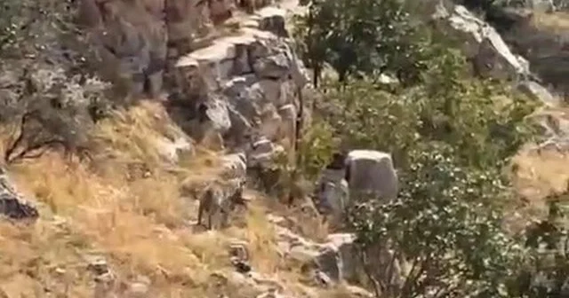 Batman da nesli tehlike altında bulunan çizgili sırtlan görüntülendi Batman Son Dakika Haberleri Habertürk Yerel Haberler