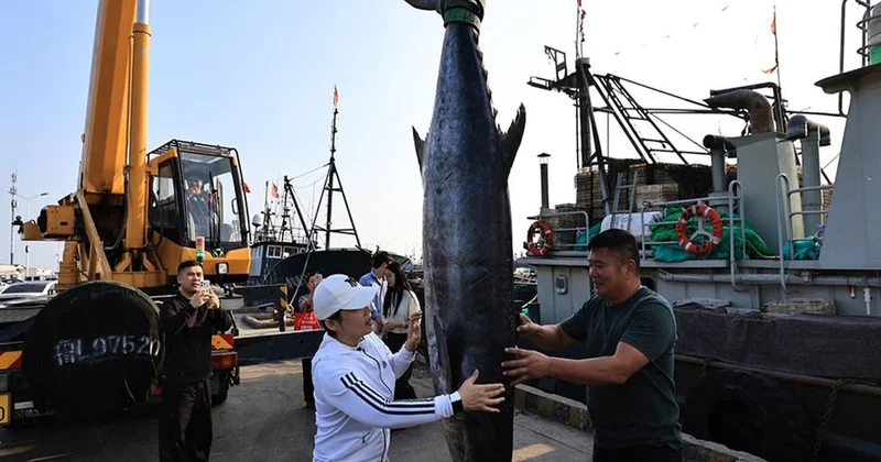 Tam 2,46 metre ve 134 kilo: Balıkçıların ağlarına dev uskumru takıldı Sözcü Gazetesi