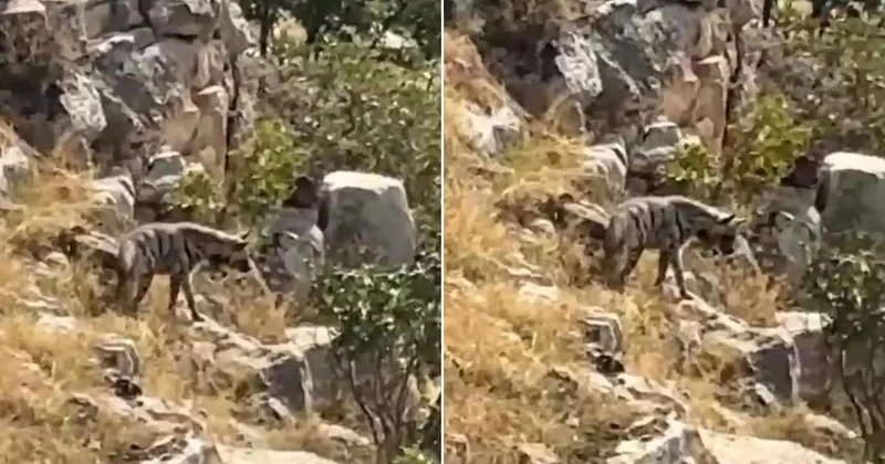 Hayvanlarını otlatırken karşısına çıktı! Nesli tehlike altında