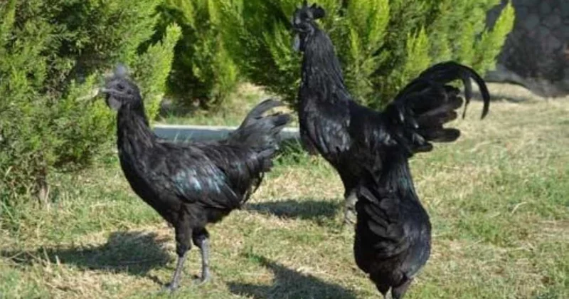 Görenler ‘bu nasıl tavuk’ diyor: Tanesi 350 bin liradan satılıyor Sözcü Gazetesi