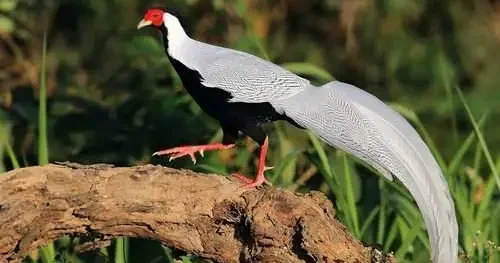 70 yılda tüm adayı baştan aşağı değiştirdiler! Arjantin hükümeti harekete geçmek zorunda kaldı