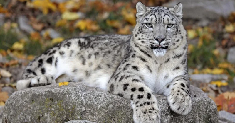 Hayvanat bahçesi görevlisi leopar saldırısı sonucu hayatını kaybetti