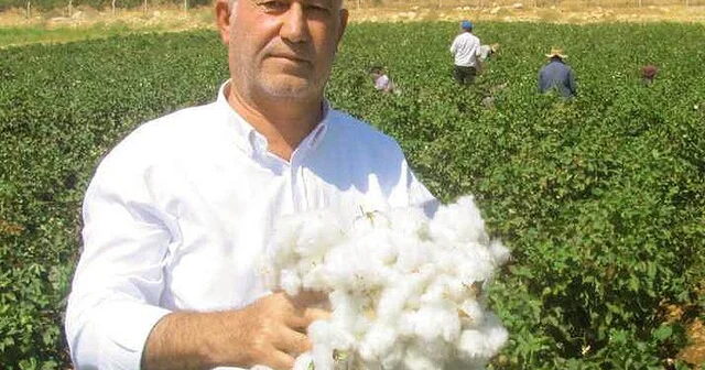 Araban ÇUKOBİRLİK 2026 2027 yılı pamuk alım fiyatlarını açıkladı Gaziantep Haberleri Habertürk Yerel Haberler