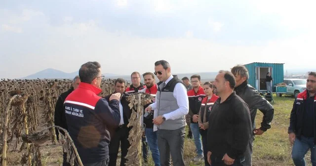 Selim de 80 dönümlük tarlada ayçiçeği hasadı Kars Haberleri Habertürk Yerel Haberler