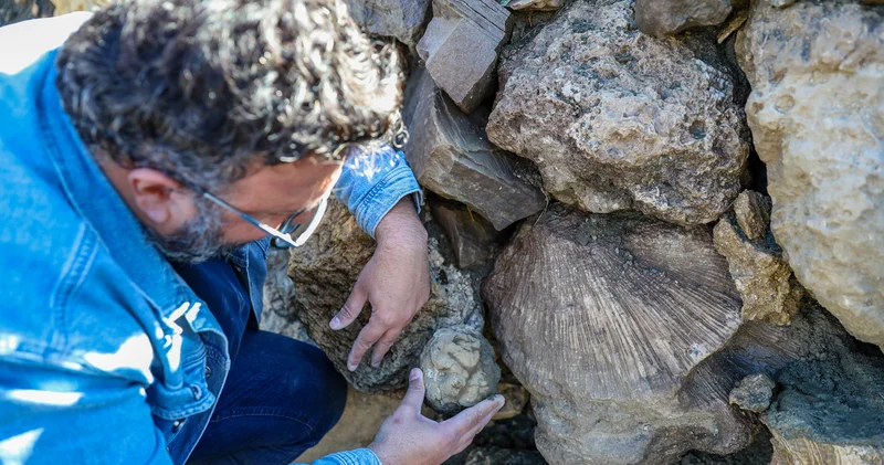 Sıradan taşlar sanılıyordu! Bingöl de 50 milyon yıllık keşif