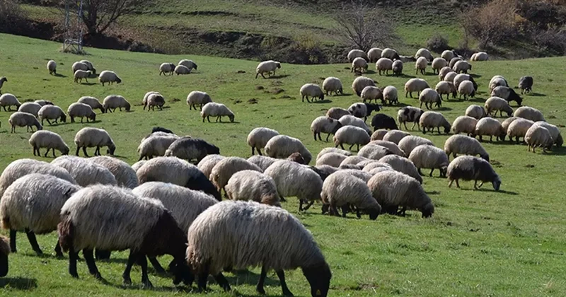 Uşak ta 4 inekle hayvancılığa başlayan genç mühendis çiftliğini kurdu