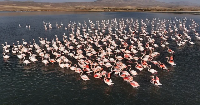 Flamingolar, Erçek Gölü ndeki konaklama süresini uzattı Erçek Gölü nün renkli misafirleri flamingolar havadan görüntülendi Van Haberleri