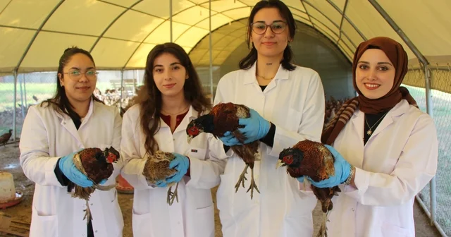 Amasya da üniversiteliler sülün yetiştiriyor Eti, padişah sofralarının vazgeçilmeziydi Amasya Haberleri