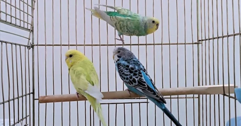 Petshoplarda yaban hayvanı satışı için ruhsat şartı