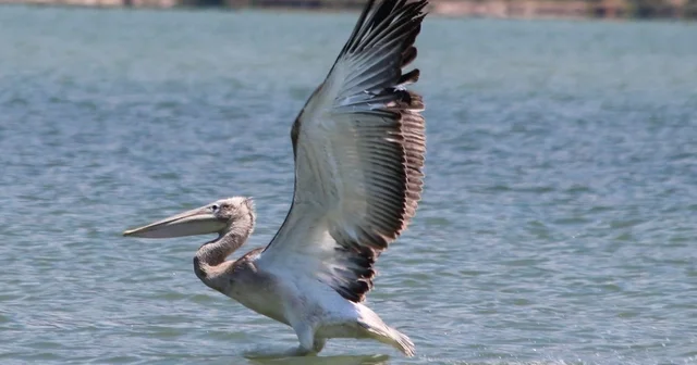 Azap Gölü nde oltaya takılan tepeli pelikan balıkçıların dikkatiyle kurtuldu Aydın Haberleri