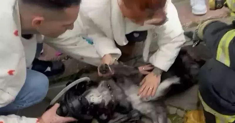 Yangında 2 köpekten biri öldü, diğeri kalp masajıyla yaşama döndürüldü