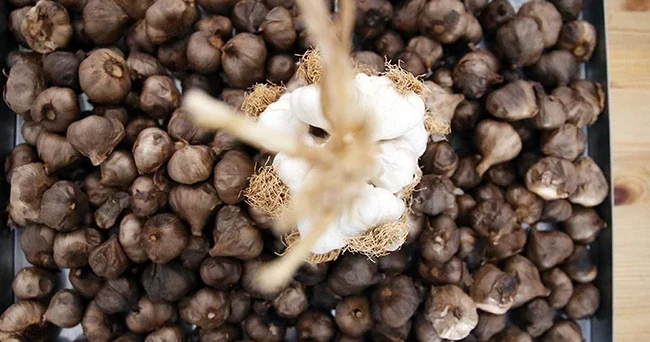 Güney Kore gezisi sırasında tanıştı: Taşköprü siyah sarımsağından üretti