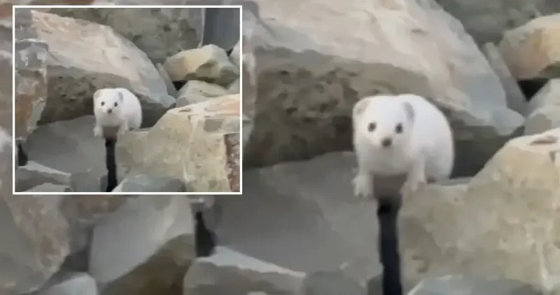 Nadir rastlanıyor: Koruma altında Bayburt ta görüntülendi Bayburt Haberleri