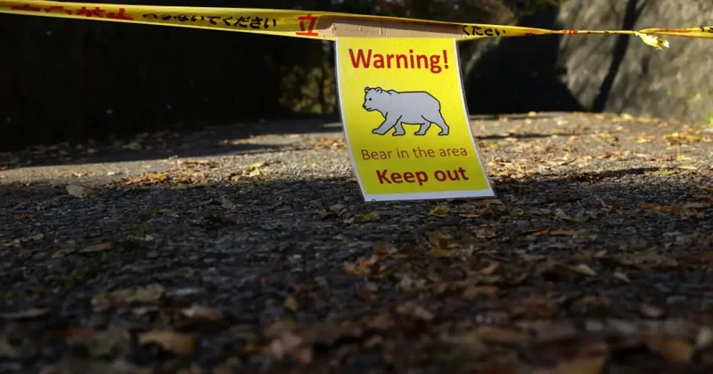 Japonya da ayılara karşı sigorta hizmeti başlıyor