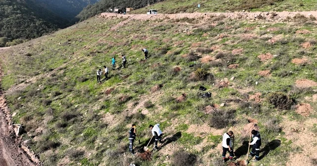 Körfez e 3 bin 300 Toros sediri dikilecek Kocaeli Haberleri