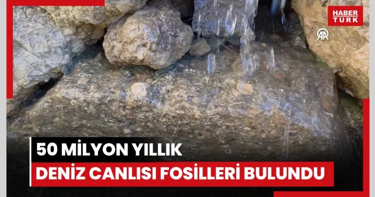 50 milyon yıllık oldukları değerlendirilen deniz canlısı fosilleri bulundu