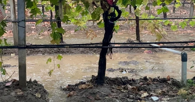 Sarıgöl de özlenen yağışlar çiftçinin yüzünü güldürdü Manisa Haberleri