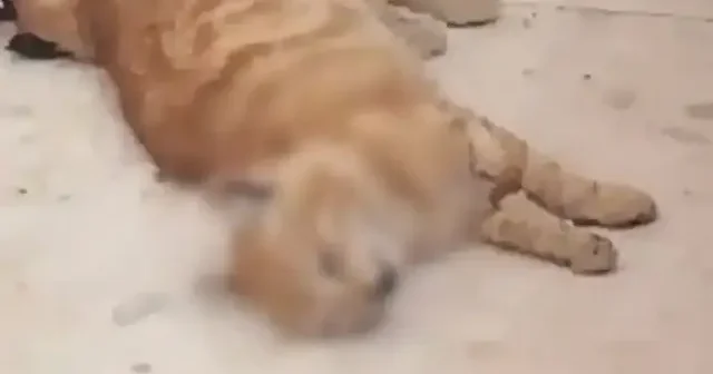 İsrail güçleri Filistinli ailenin evini bastı: Evi talan edip kediyi öldürdüler VİDEO İZLE