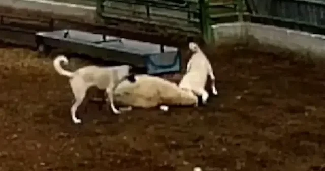 Konya’da sahipsiz köpekler koyun telef etti VİDEO İZLE
