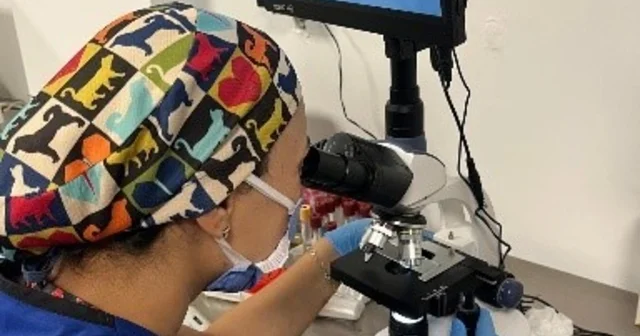 DBB Hayvan Bakımevi 2025 te 10 bini aşkın ihbara müdahale etti Diyarbakır Haberleri