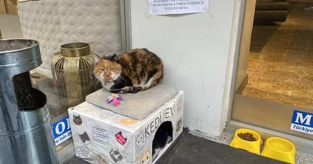 Dükkan önündeki kedi için asılan ilginç not dikkat çekti: Dilenci değilim Eskişehir Haberleri